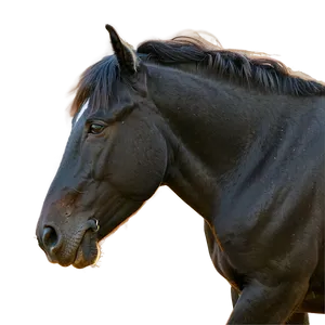Black Horse Grazing Peacefully PNG 66