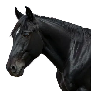 Black Horse Grazing Peacefully PNG 67 PNG