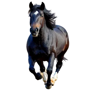 Black Horse In Motion PNG Txo PNG