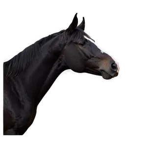 Black Horse In Sunset Light Png Low PNG image