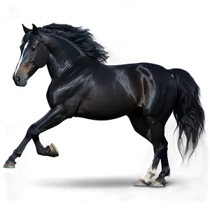 Black Horse On White Background Png Ayc PNG image