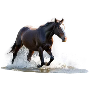 Black Horse Running In Water PNG Gus PNG