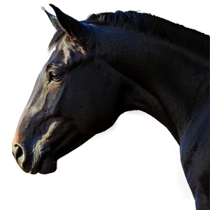 Black Horse Side Profile PNG 06262024