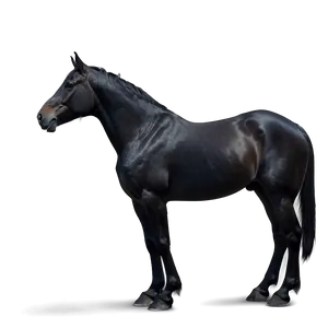 Black Horse Silhouette PNG Ynx