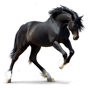 Black Horse With Feathered Hooves PNG 54 PNG