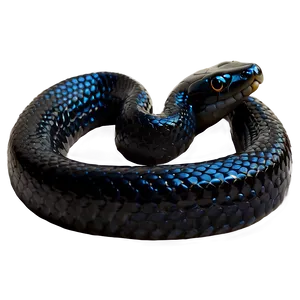 Black King Snake PNG 22