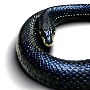 Black King Snake PNG 25 PNG