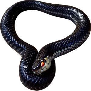 Black King Snake PNG Clq