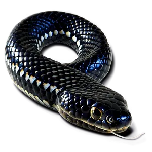 Black King Snake PNG Nel65 PNG