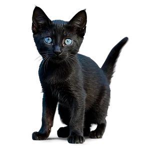 Black Kitten PNG 88