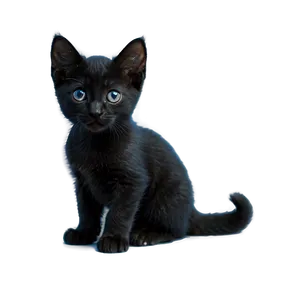 Black Kitten PNG Ncs