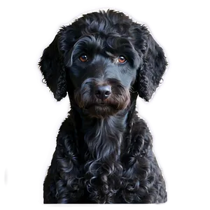 Black Labradoodle Portrait PNG Chj