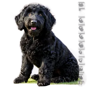 Black Labradoodle Portrait Png Xfu44 PNG image