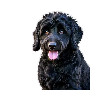 Black Labradoodle Portrait Png Yvw25 PNG image