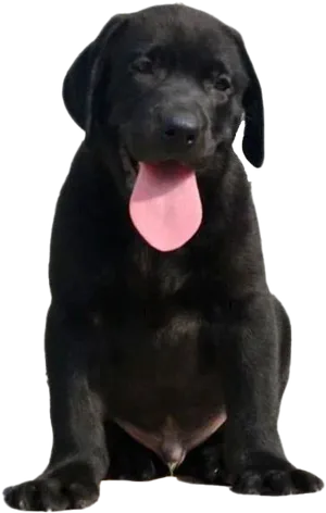 Black Labrador Puppy Sitting PNG image