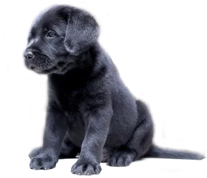 Black Labrador Puppy Sitting Transparent Background