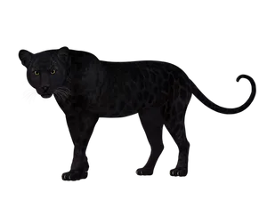 Black Leopard In Darkness PNG
