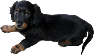 Black Long Haired Puppy