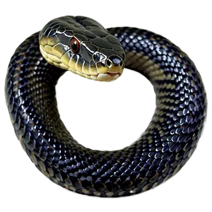 Black Mamba Snake Png 06132024 PNG image