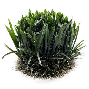 Black Mondo Grass PNG 06212024