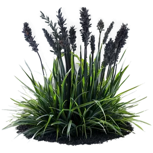 Black Mondo Grass PNG Ags PNG