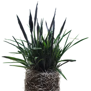 Black Mondo Grass PNG Oba59 PNG