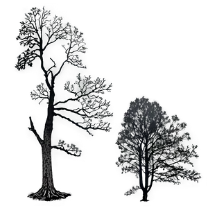 Black Oak Tree PNG 25