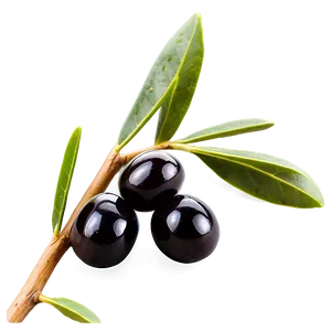 Black Olives On Branch Png Hcb PNG image