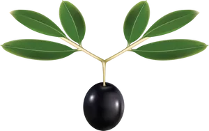 Black Olivewith Leaves Graphic PNG image