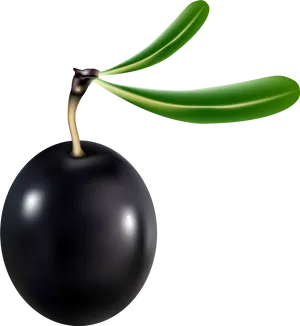 Black Olivewith Leaves Graphic PNG image