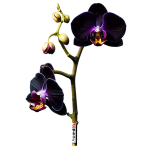 Black Orchid PNG Ccf56