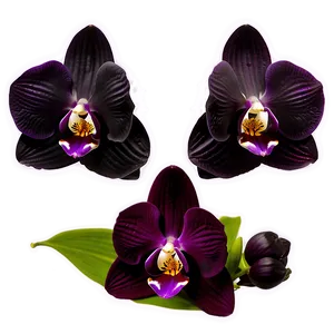 Black Orchid PNG Kgx