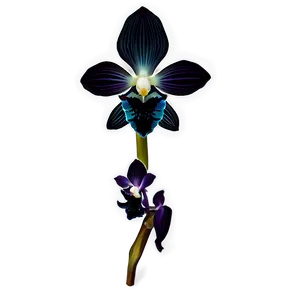 Black Orchid PNG Tnq