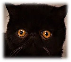 Black Persian Cat Intense Gaze PNG image