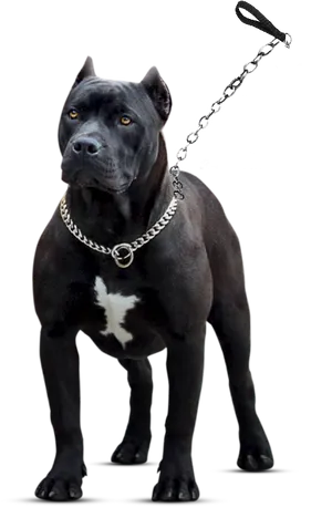 Black Pitbull With Chain Collar PNG image