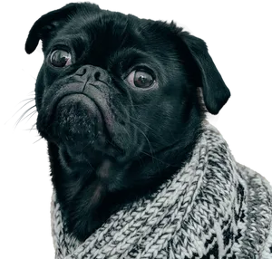 Black Pugin Sweater PNG image