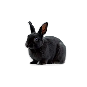 Black Rabbit PNG 05062024