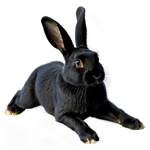 Black Rabbit Png Yor PNG image