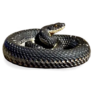 Black Rattlesnake Image Png Stj67 PNG image