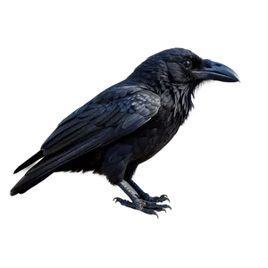 Black Raven Bird Png 30 PNG image