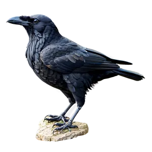 Black Raven Bird PNG Dlp