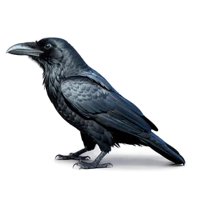 Black Raven Bird PNG Mif