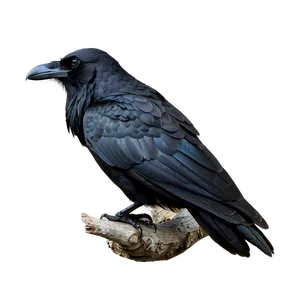 Black Raven On Branch Png 06122024 PNG image