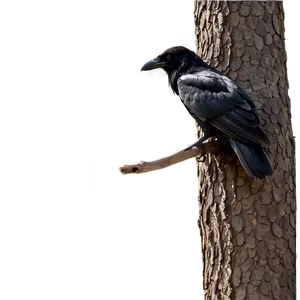 Black Raven On Branch PNG Ilu PNG