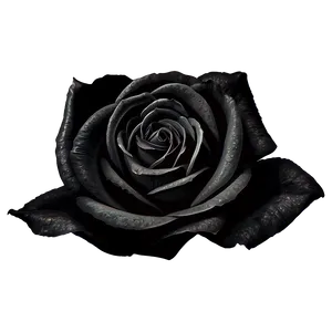 Black Rose Petals PNG Qex54 PNG