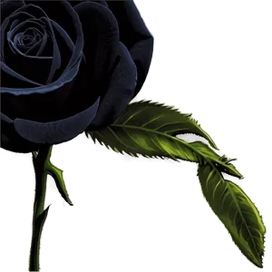Black Roses Decoration PNG 83