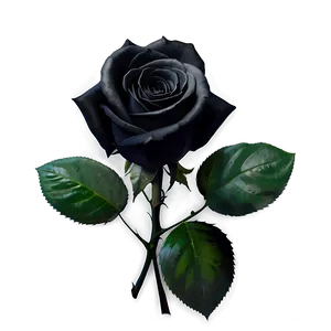 Black Roses For Funeral PNG Inj87 PNG