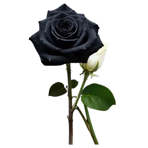 Black Roses For Funeral PNG Qfi PNG