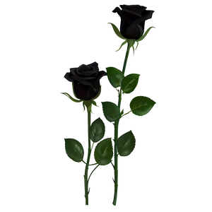 Black Roses For Funeral PNG Xll PNG
