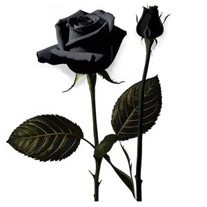 Black Roses Silhouette PNG 06212024